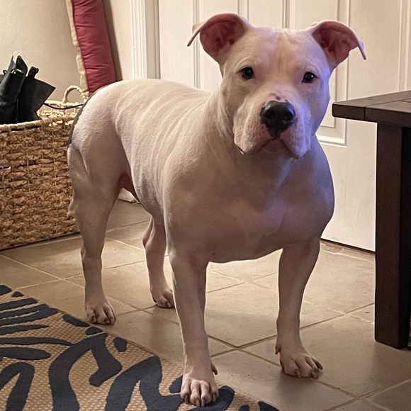 Meet your Posher, Stephanie - Picture 6 of 8